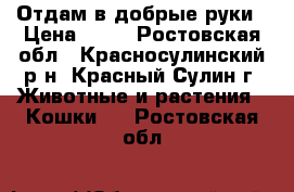 Отдам в добрые руки › Цена ­ 10 - Ростовская обл., Красносулинский р-н, Красный Сулин г. Животные и растения » Кошки   . Ростовская обл.